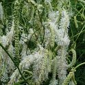 Sanguisorba tenuifolia var.alba fleur
